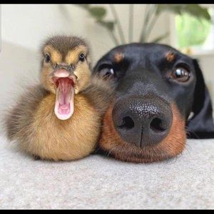 Meet your Posher, Ginq